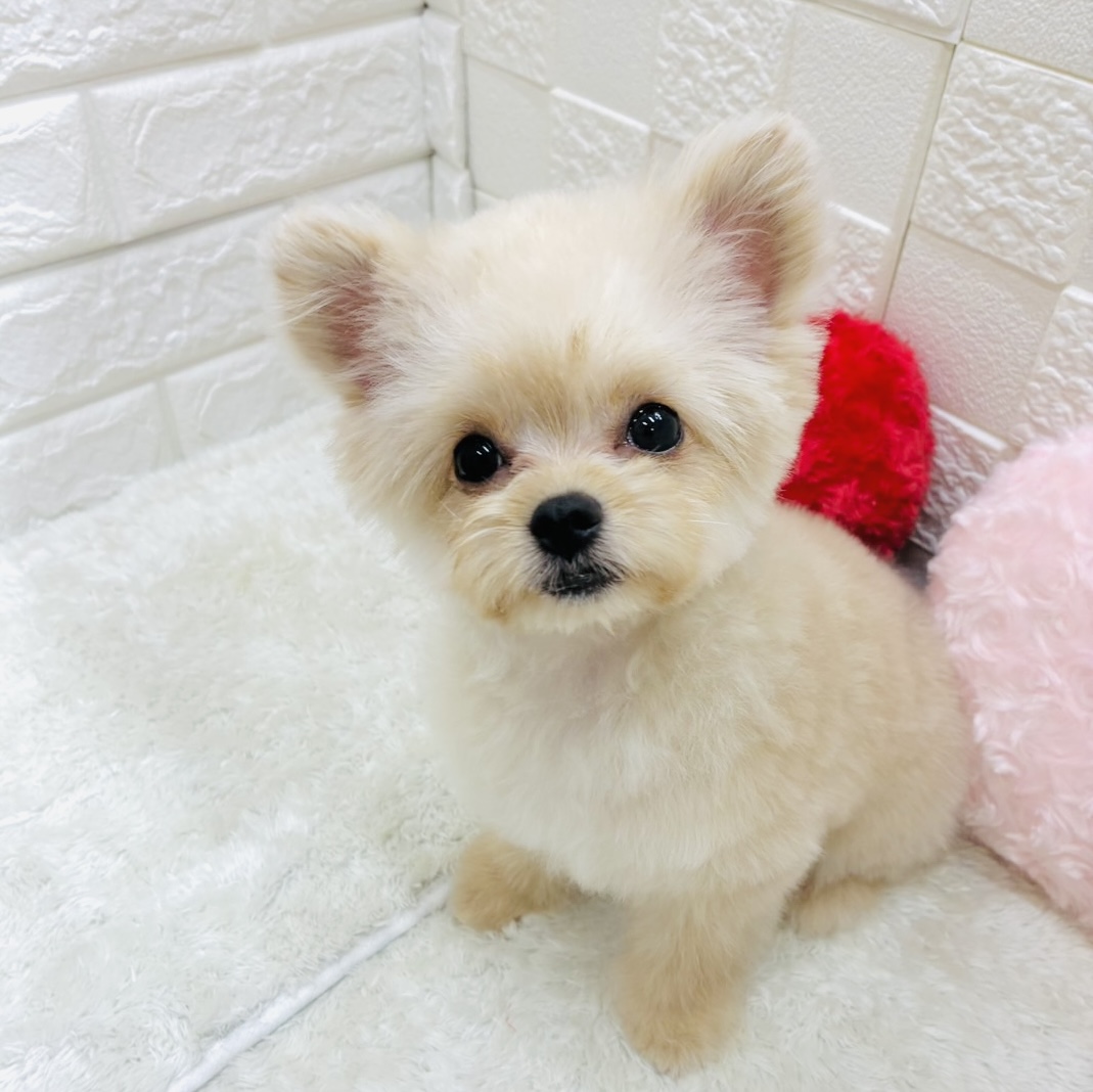 ハーフ犬女の子の写真