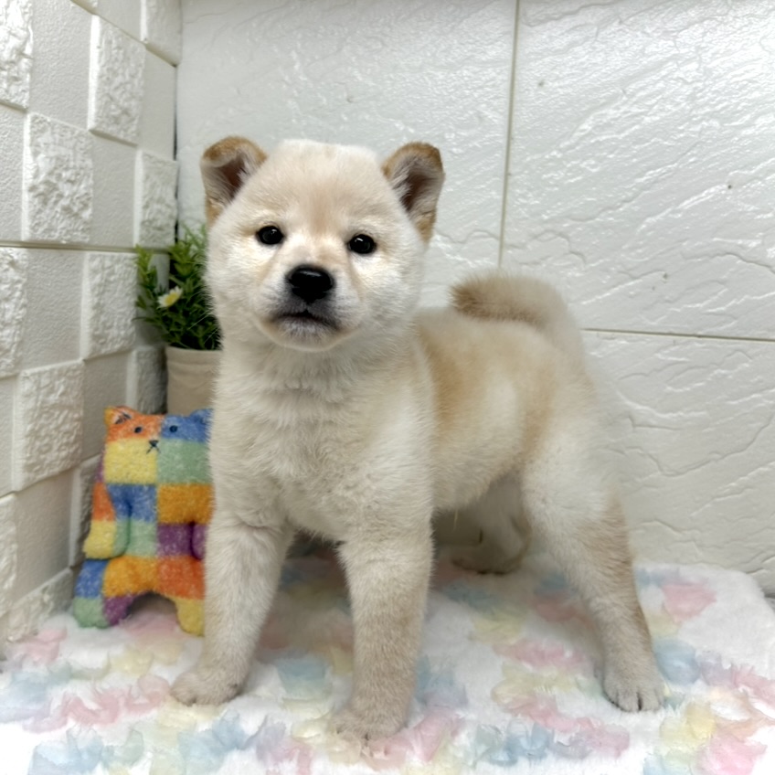 兵庫県の柴犬(標準サイズ) (犬の家＆猫の里ゆめタウン姫路店/2025年9月8日生まれ/男の子/白)の子犬