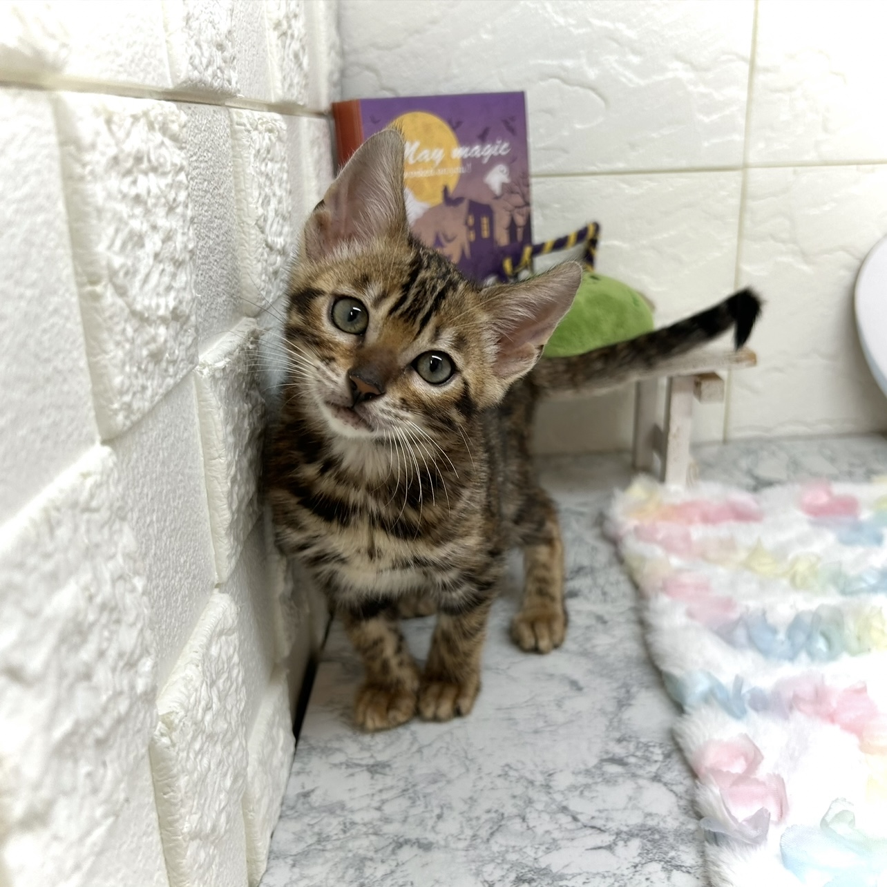 兵庫県のベンガル (犬の家＆猫の里ゆめタウン姫路店/2025年7月18日生まれ/女の子/ブラウンスポットタビー)の子猫の1枚目の画像