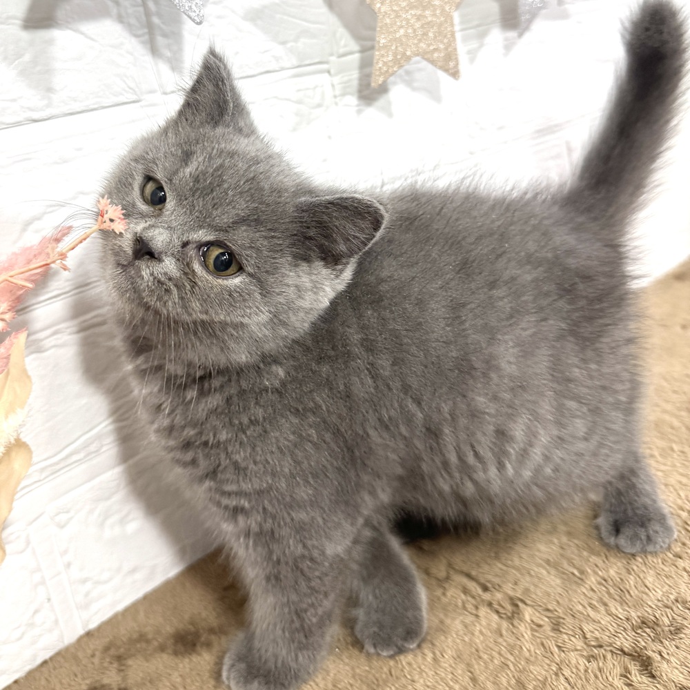 兵庫県のスコティッシュストレート (犬の家＆猫の里ニッケパークタウン加古川店/2025年6月12日生まれ/男の子/ブルー)の子猫の1枚目の画像