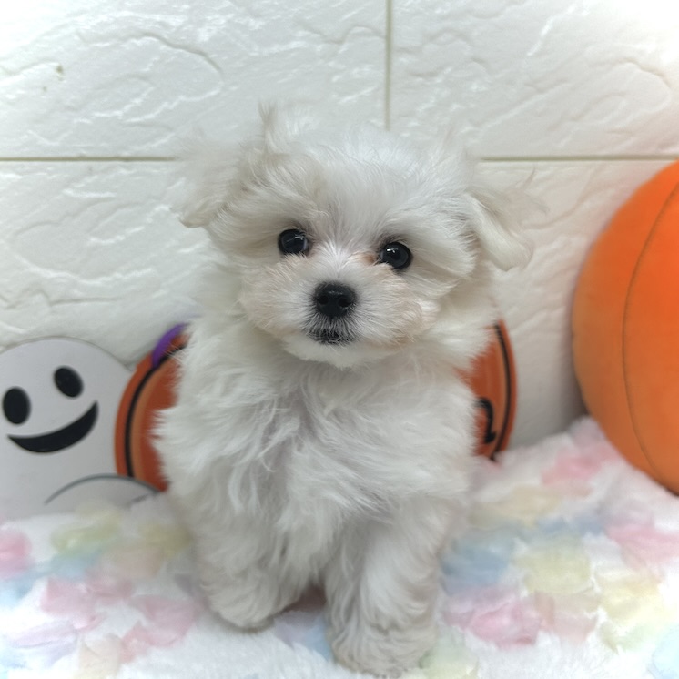 兵庫県のマルチーズ (犬の家＆猫の里ゆめタウン姫路店/2025年7月27日生まれ/女の子/ホワイト)の子犬の1枚目の画像