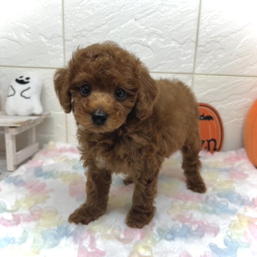 兵庫県のトイプードル(トイ) (犬の家＆猫の里ゆめタウン姫路店/2025年7月25日生まれ/男の子/レッド)の子犬の1枚目の画像