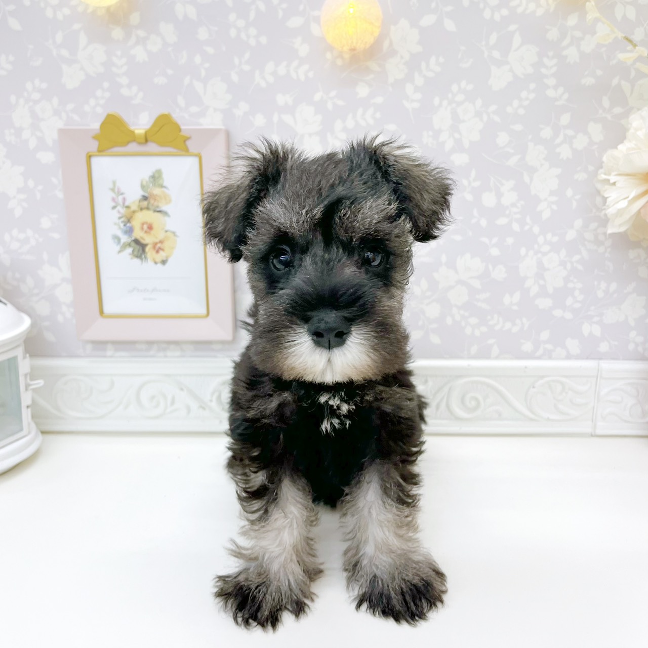 富山県のミニチュアシュナウザー (犬の家＆猫の里富山店/2026年7月10日生まれ/男の子/ソルトペッパー)の子犬の1枚目の画像