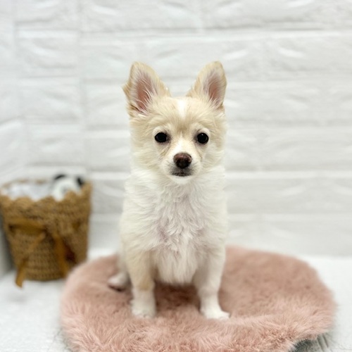 ハーフ犬女の子の写真