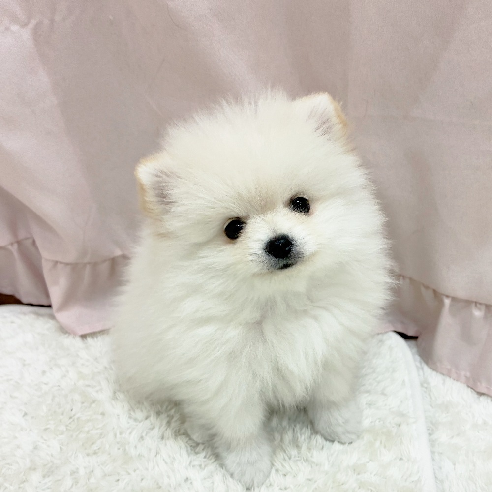愛知県のポメラニアン (犬の家＆猫の里アミーゴ神の倉店/2025年5月24日生まれ/女の子/クリーム)の子犬の1枚目の画像