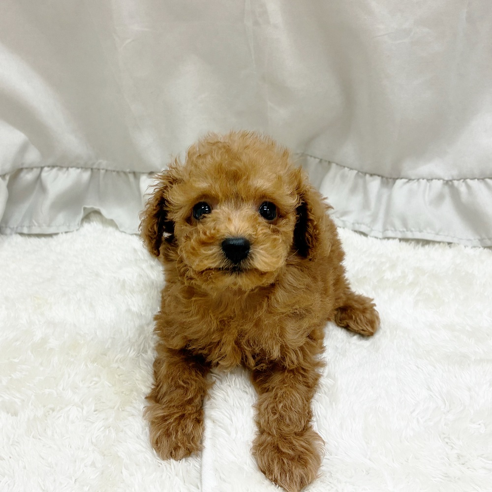 愛知県のトイプードル(トイ) (犬の家＆猫の里アミーゴ神の倉店/2025年6月28日生まれ/男の子/レッド)の子犬の1枚目の画像
