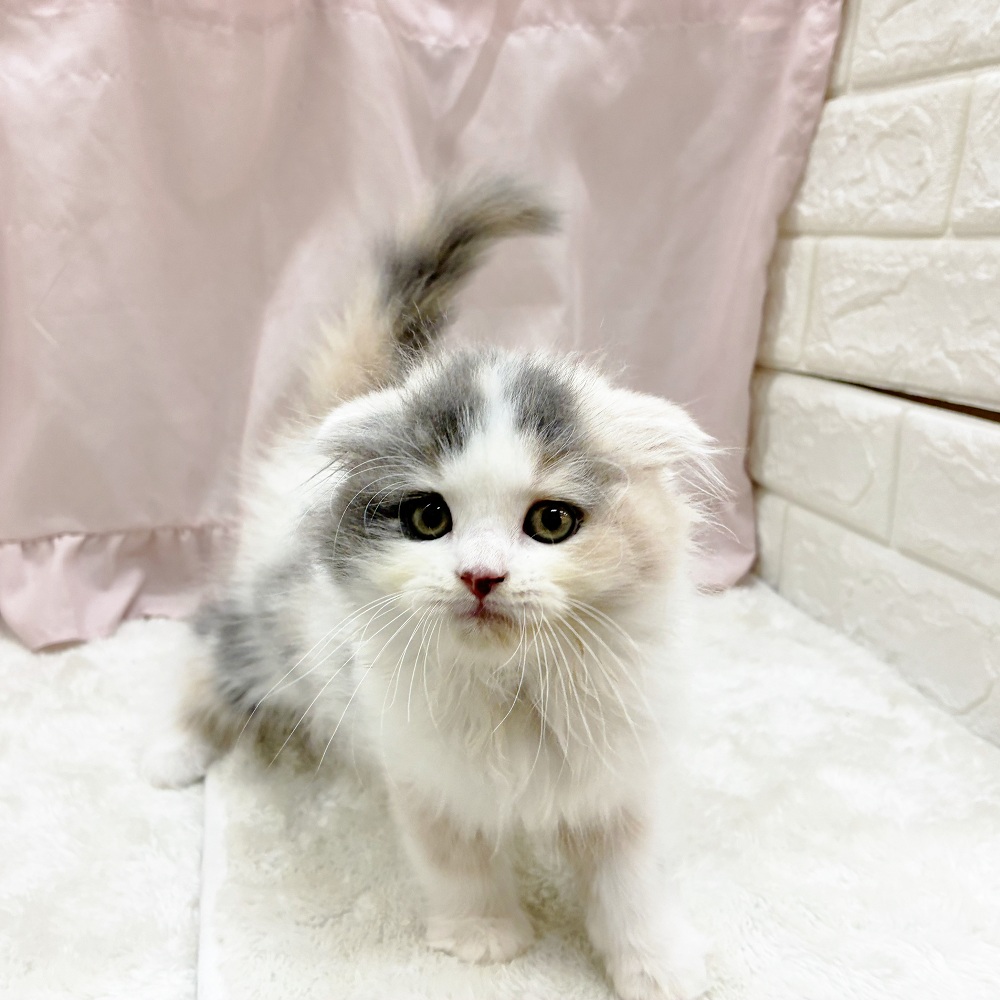 愛知県のスコティッシュフォールド (犬の家＆猫の里アミーゴ神の倉店/2025年7月20日生まれ/女の子/ブルーパッチドタビーホワイト)の子猫の1枚目の画像