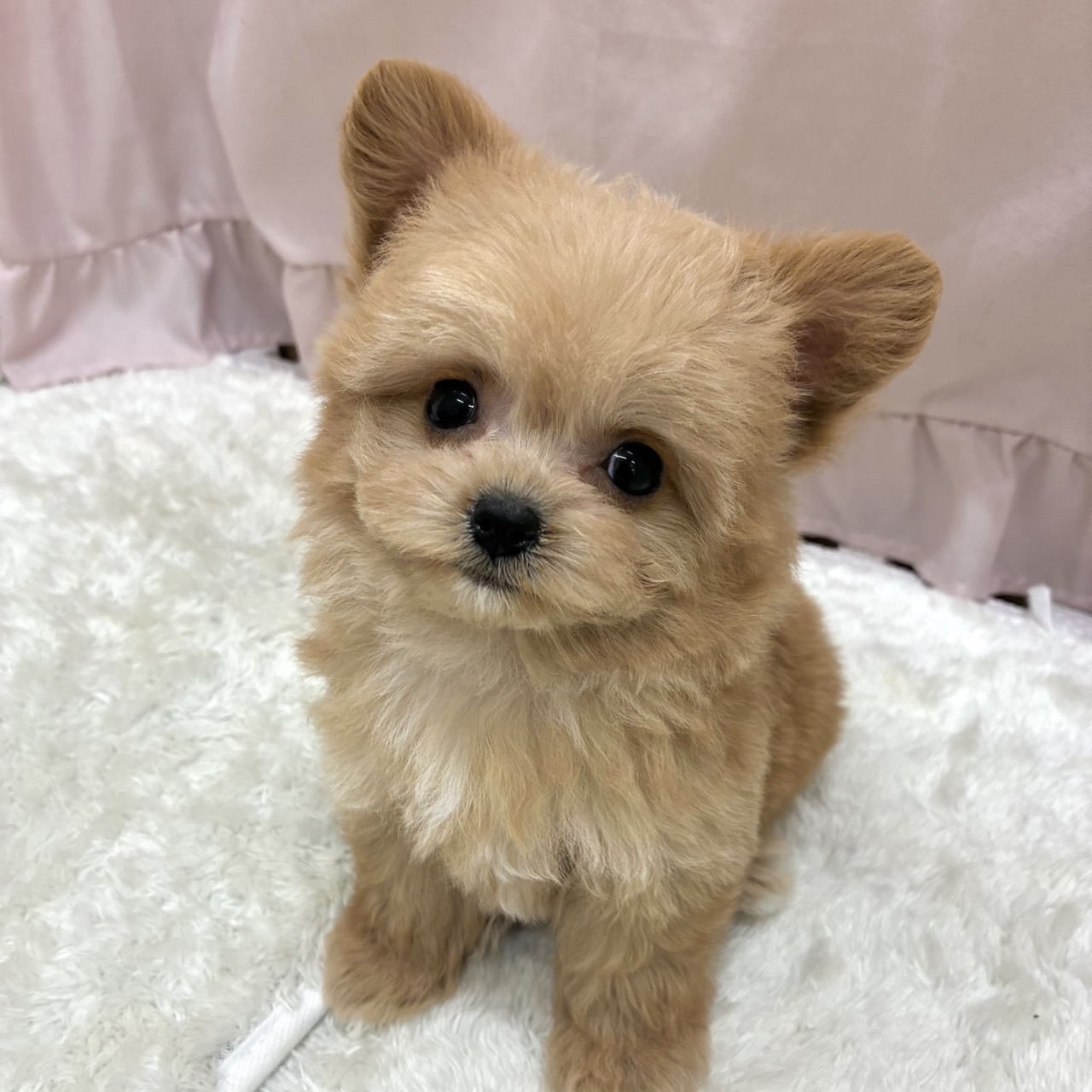 愛知県のチワプー/プーチー(チワワ×プードル) (犬の家＆猫の里アミーゴ神の倉店/2025年8月1日生まれ/女の子/クリーム)の子犬の1枚目の画像