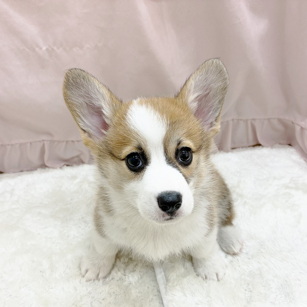 愛知県のウェルシュコーギーペンブローク (犬の家＆猫の里アミーゴ神の倉店/2025年9月1日生まれ/女の子/セーブルホワイト)の子犬の1枚目の画像