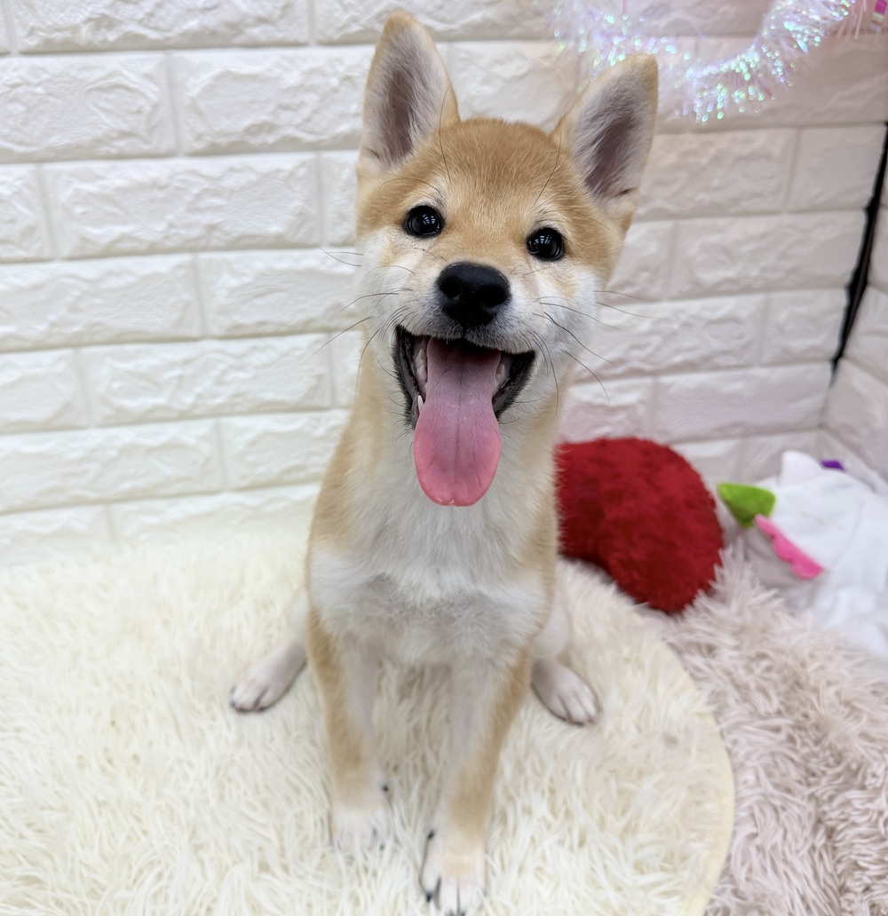 愛知県の柴犬(標準サイズ) (犬の家＆猫の里MEGAドン・キホーテ東海名和店/2025年9月30日生まれ/女の子/赤)の子犬の1枚目の画像