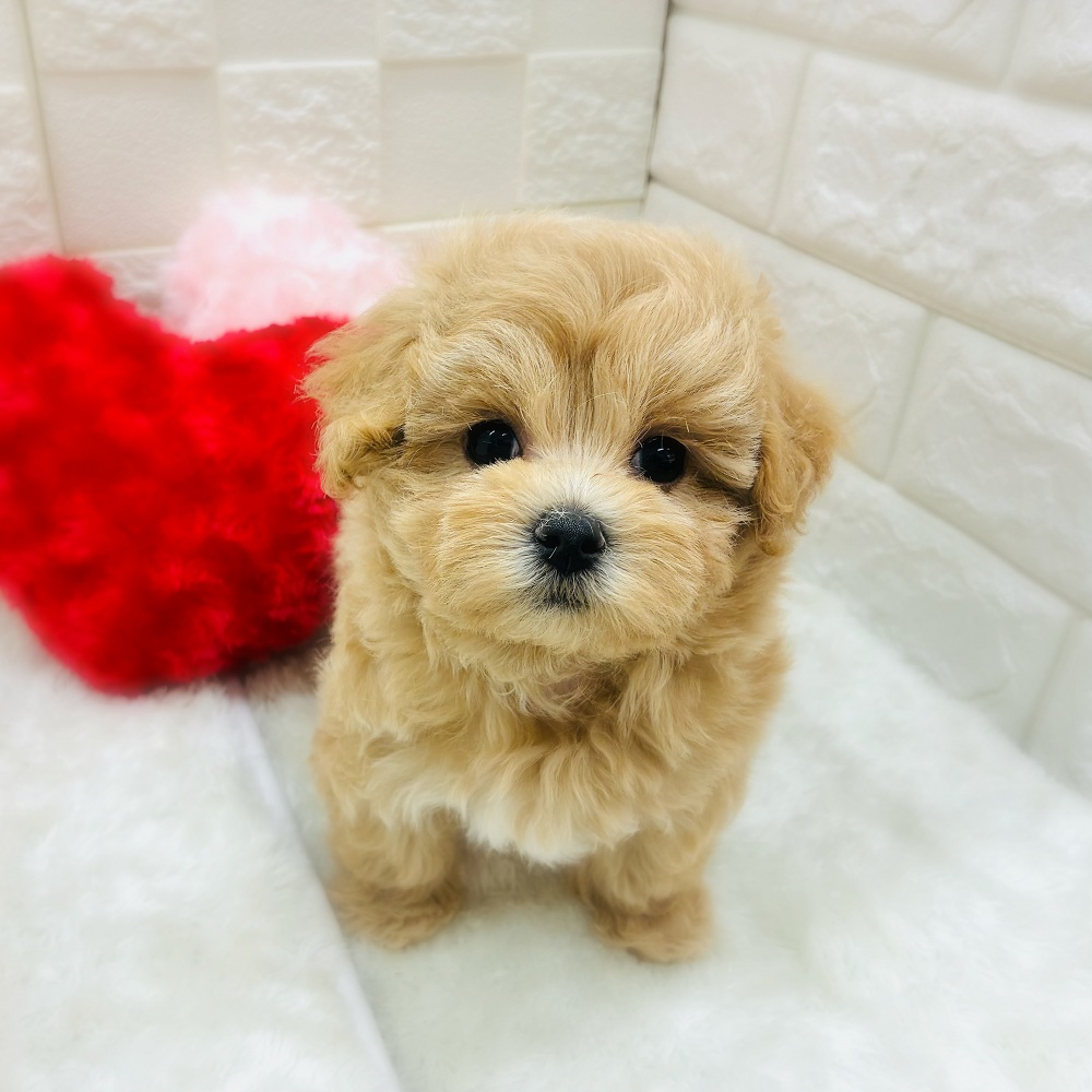 ハーフ犬女の子の写真