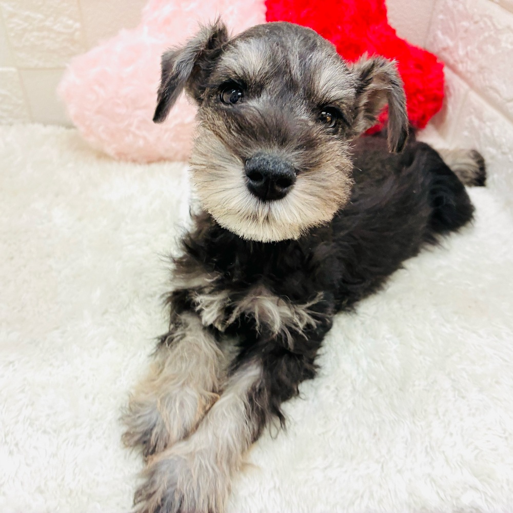 愛知県のミニチュアシュナウザー (犬の家＆猫の里アミーゴ神の倉店/2025年10月23日生まれ/男の子/ソルトペッパー)の子犬の1枚目の画像