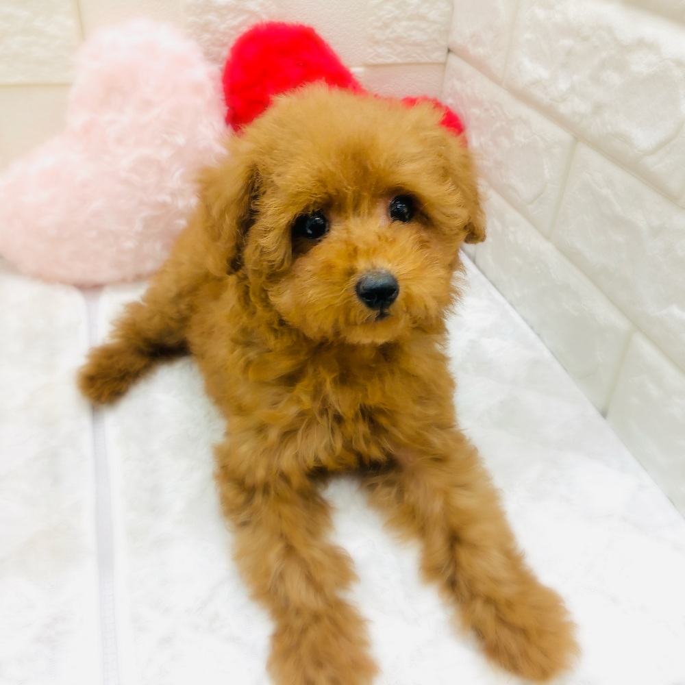 愛知県のトイプードル(トイ) (犬の家＆猫の里アミーゴ神の倉店/2025年11月16日生まれ/女の子/レッド)の子犬の1枚目の画像