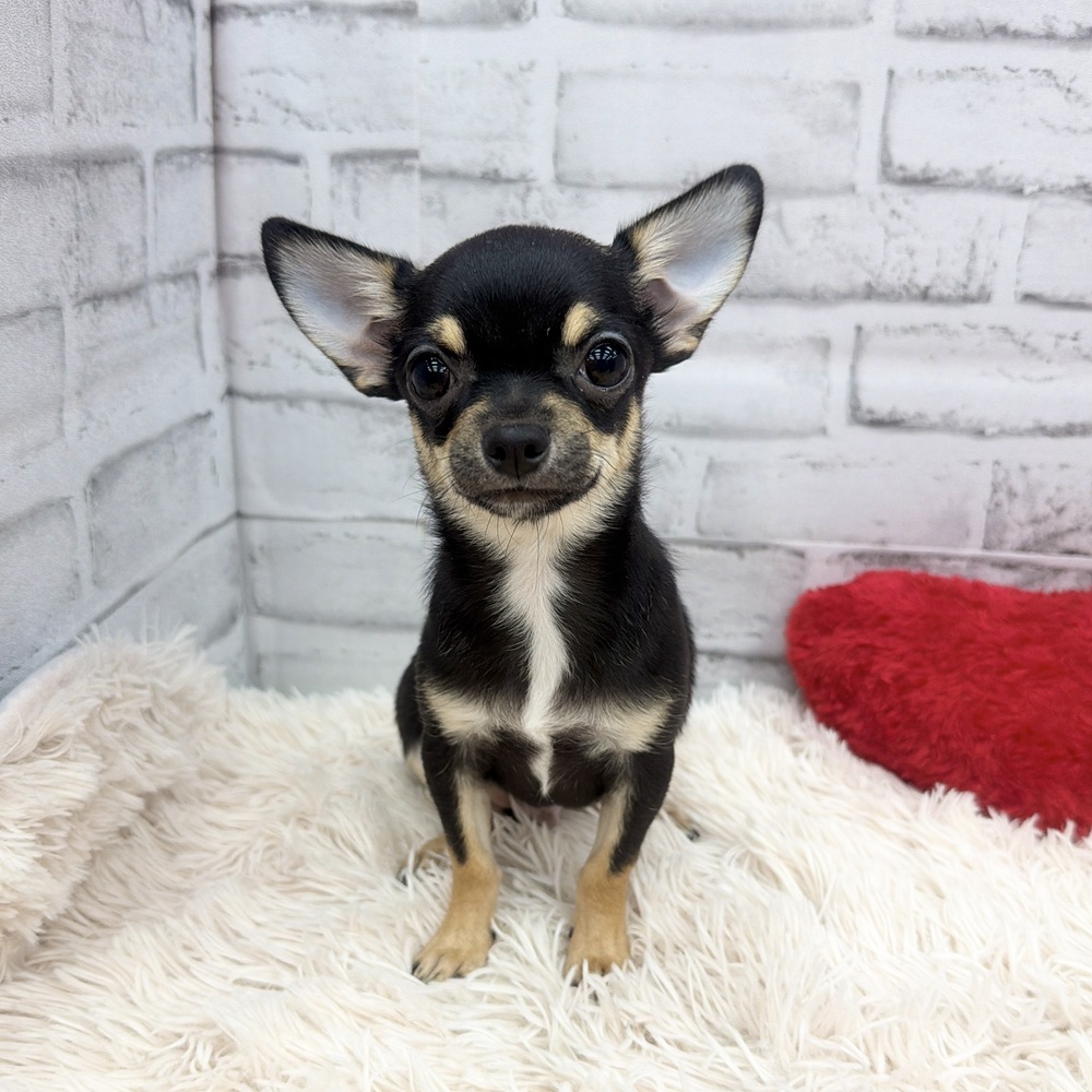 愛知県のチワワ(スムース) (犬の家＆猫の里MEGAドン・キホーテ東海名和店/2025年11月29日生まれ/男の子/ブラックタン)の子犬の1枚目の画像