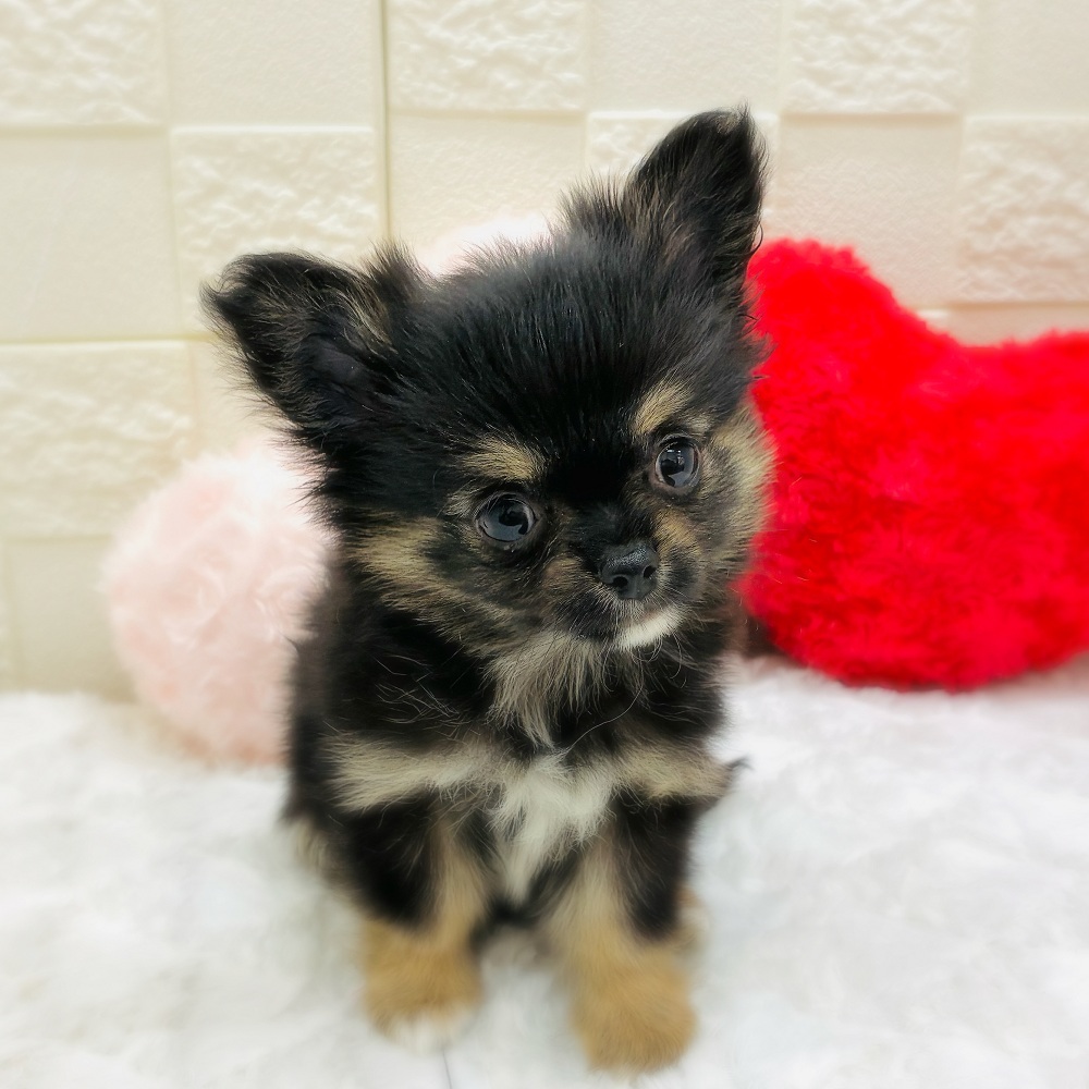 愛知県のチワワ(ロング) (犬の家＆猫の里アミーゴ神の倉店/2026年1月31日生まれ/男の子/ブラックタンホワイト)の子犬の1枚目の画像