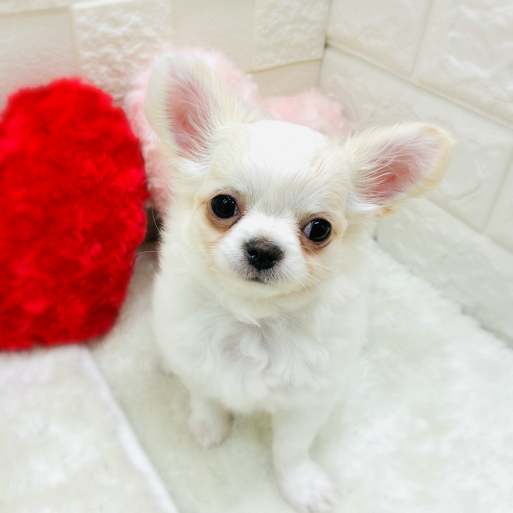 愛知県のチワワ(ロング) (犬の家＆猫の里アミーゴ神の倉店/2026年2月4日生まれ/女の子/クリームホワイト)の子犬の1枚目の画像