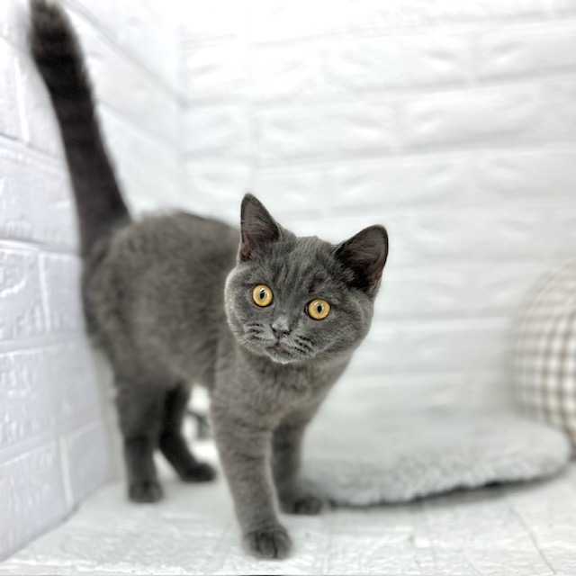 愛知県のブリティッシュショートヘアー (犬の家＆猫の里豊川インター店/2025年10月9日生まれ/男の子/ブルー)の子猫の1枚目の画像
