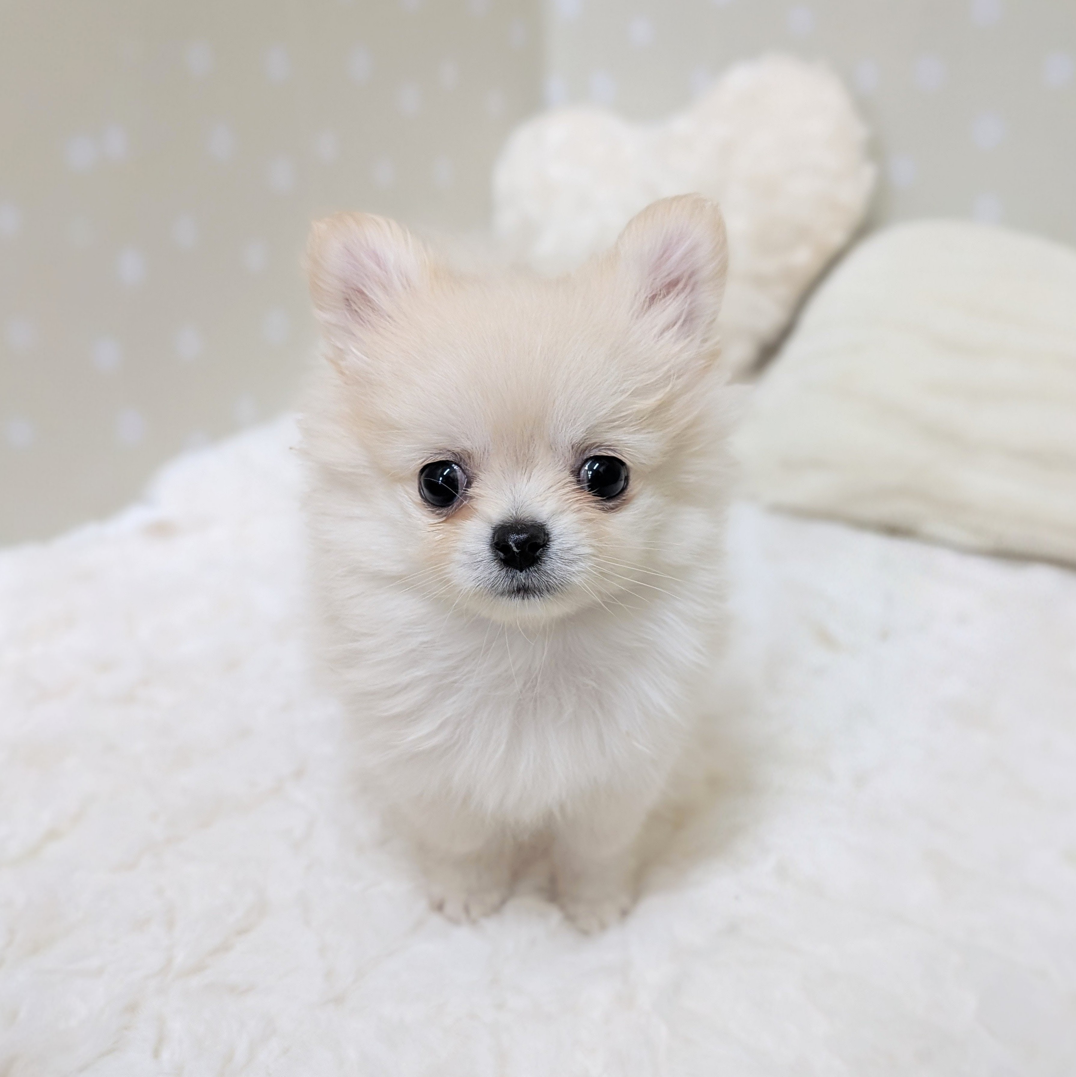 愛知県のポメチワ/チワポメ/ポメチー(ポメラニアン×チワワ) (犬の家＆猫の里安城店/2026年2月4日生まれ/女の子/クリーム)の子犬の1枚目の画像