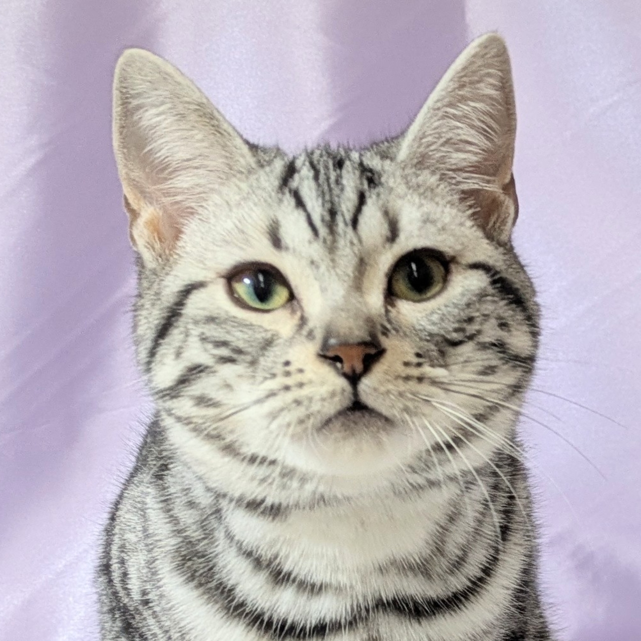 兵庫県のアメリカンショートヘアー (犬の家＆猫の里尼崎店/2025年8月24日生まれ/男の子/シルバータビー)の子猫の1枚目の画像