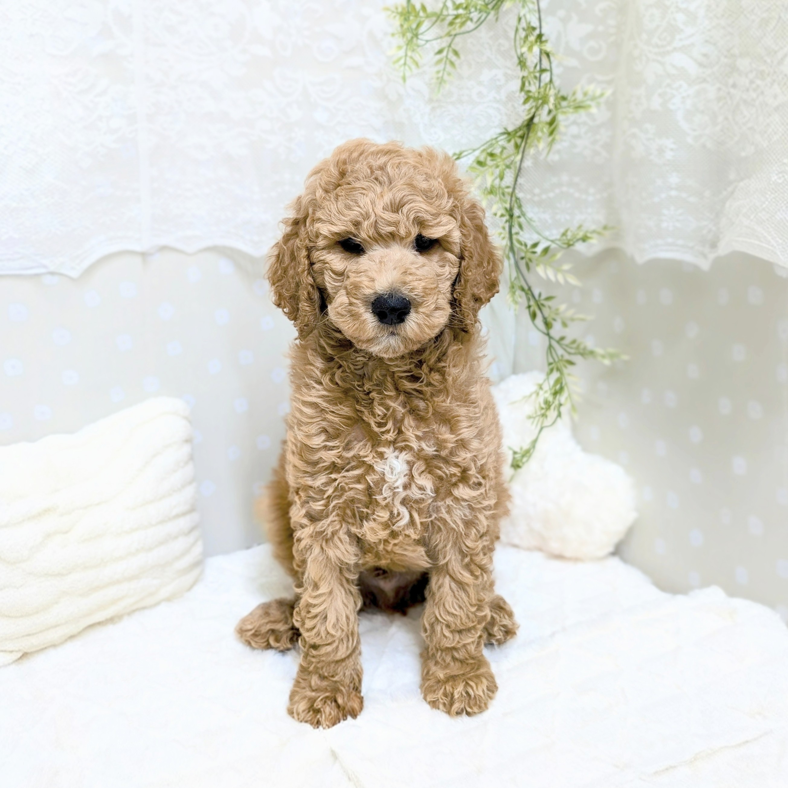 スタンダードプードル男の子の写真