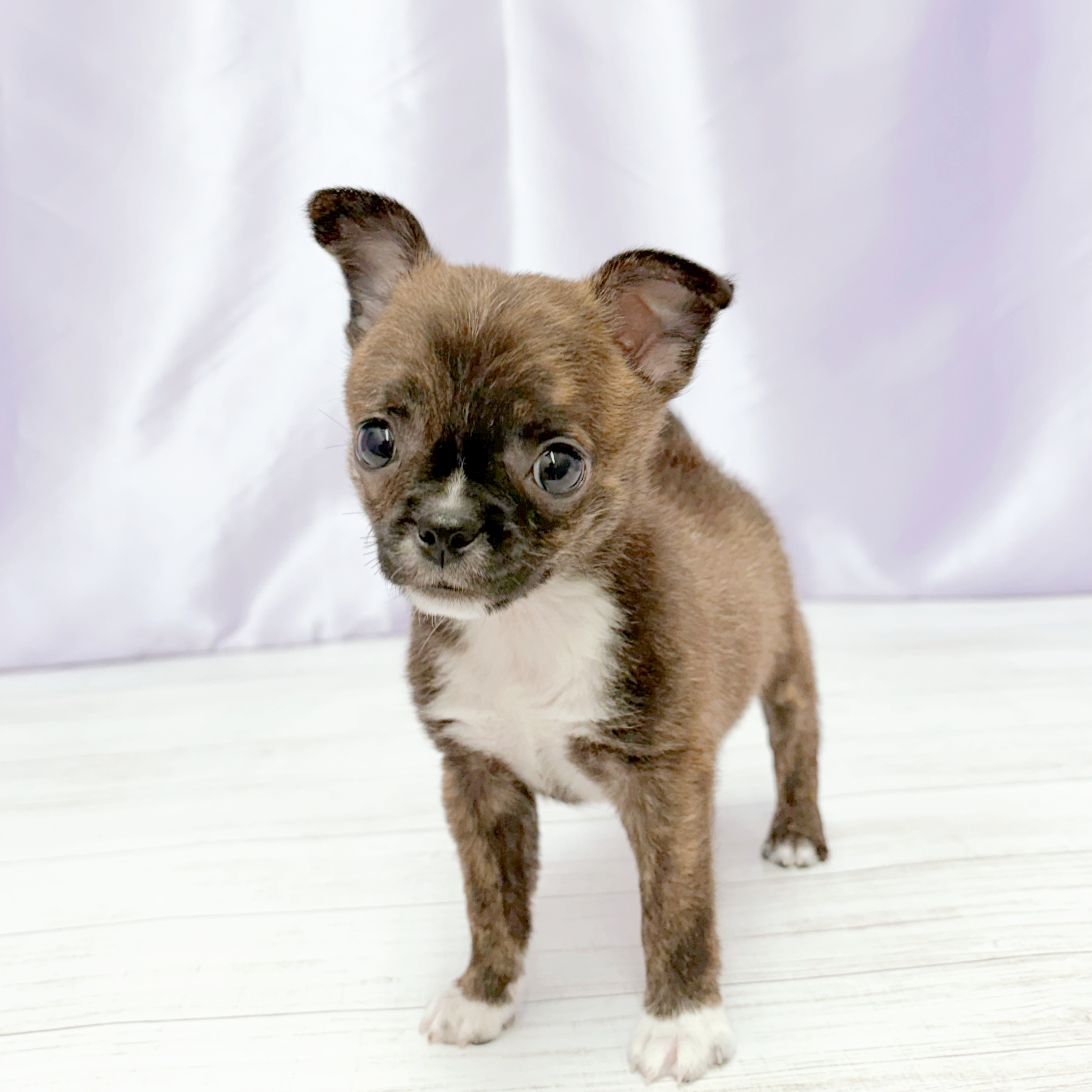 兵庫県のハーフ犬・ミックス犬 (犬の家＆猫の里尼崎店/2026年3月8日生まれ/男の子/ブリンドルホワイト)の子犬の1枚目の画像