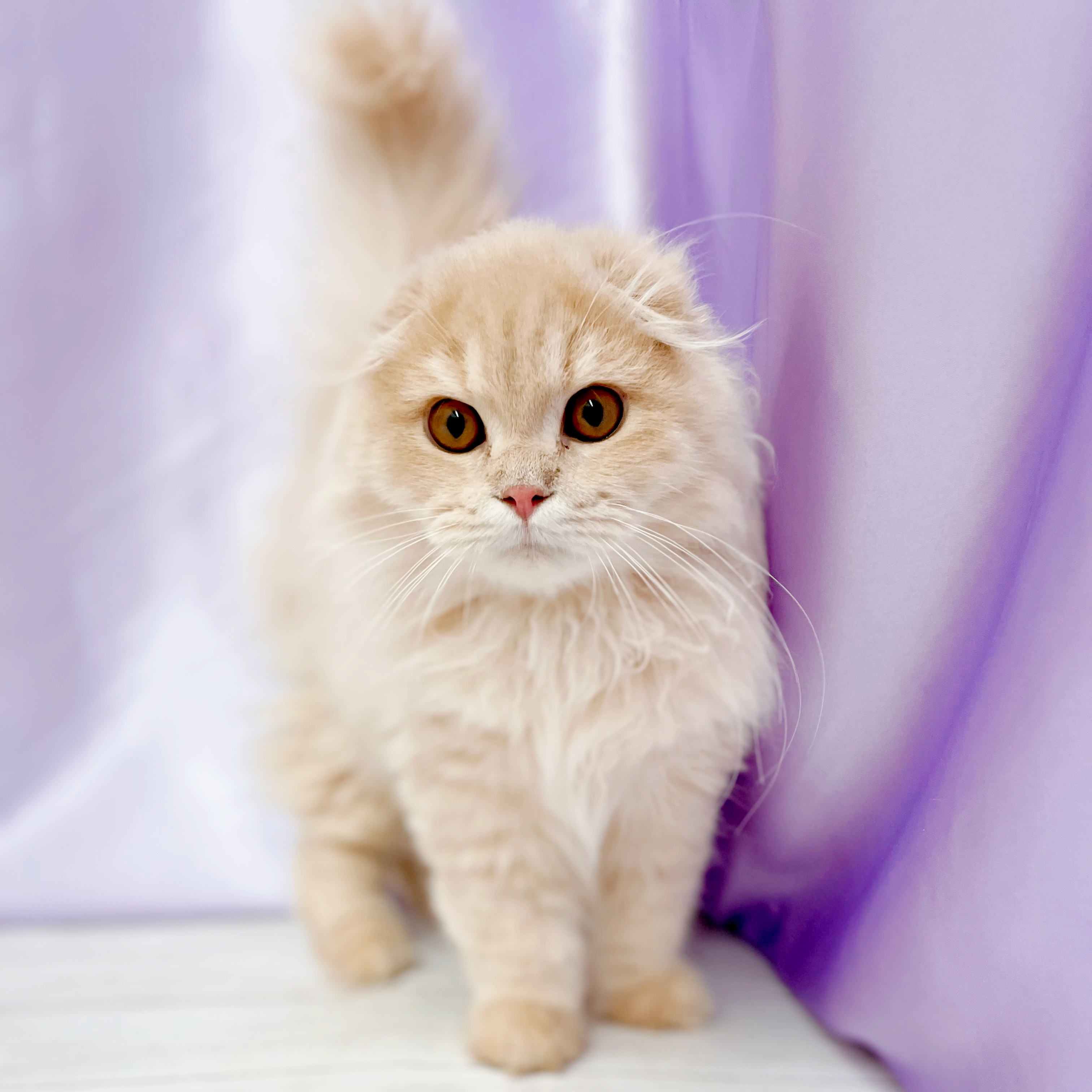兵庫県のスコティッシュフォールド (犬の家＆猫の里尼崎店/2026年1月20日生まれ/男の子/クリームタビーホワイト)の子猫の1枚目の画像