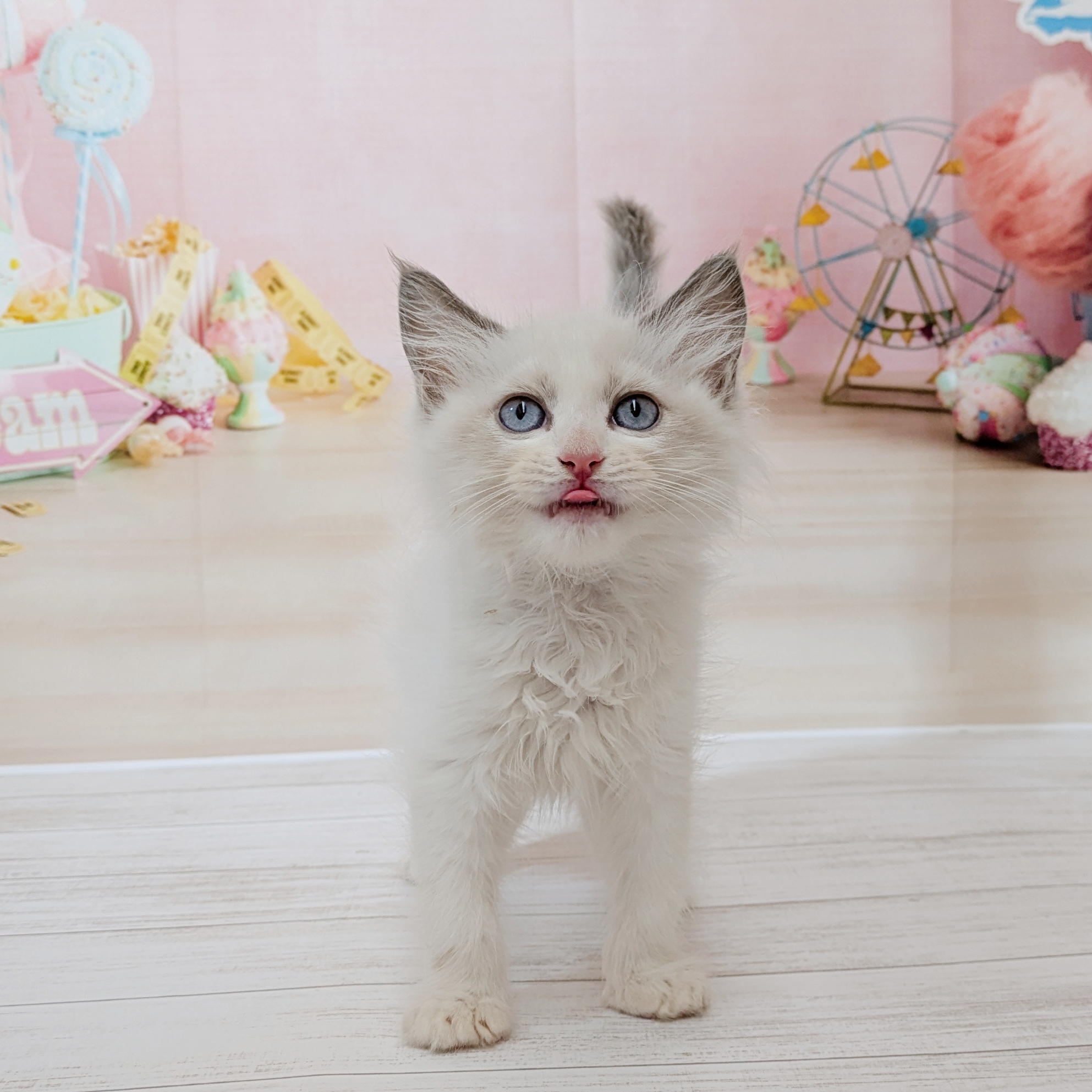 兵庫県のラグドール (犬の家＆猫の里尼崎店/2026年4月17日生まれ/男の子/ブルーポイントバイカラー)の子猫の1枚目の画像
