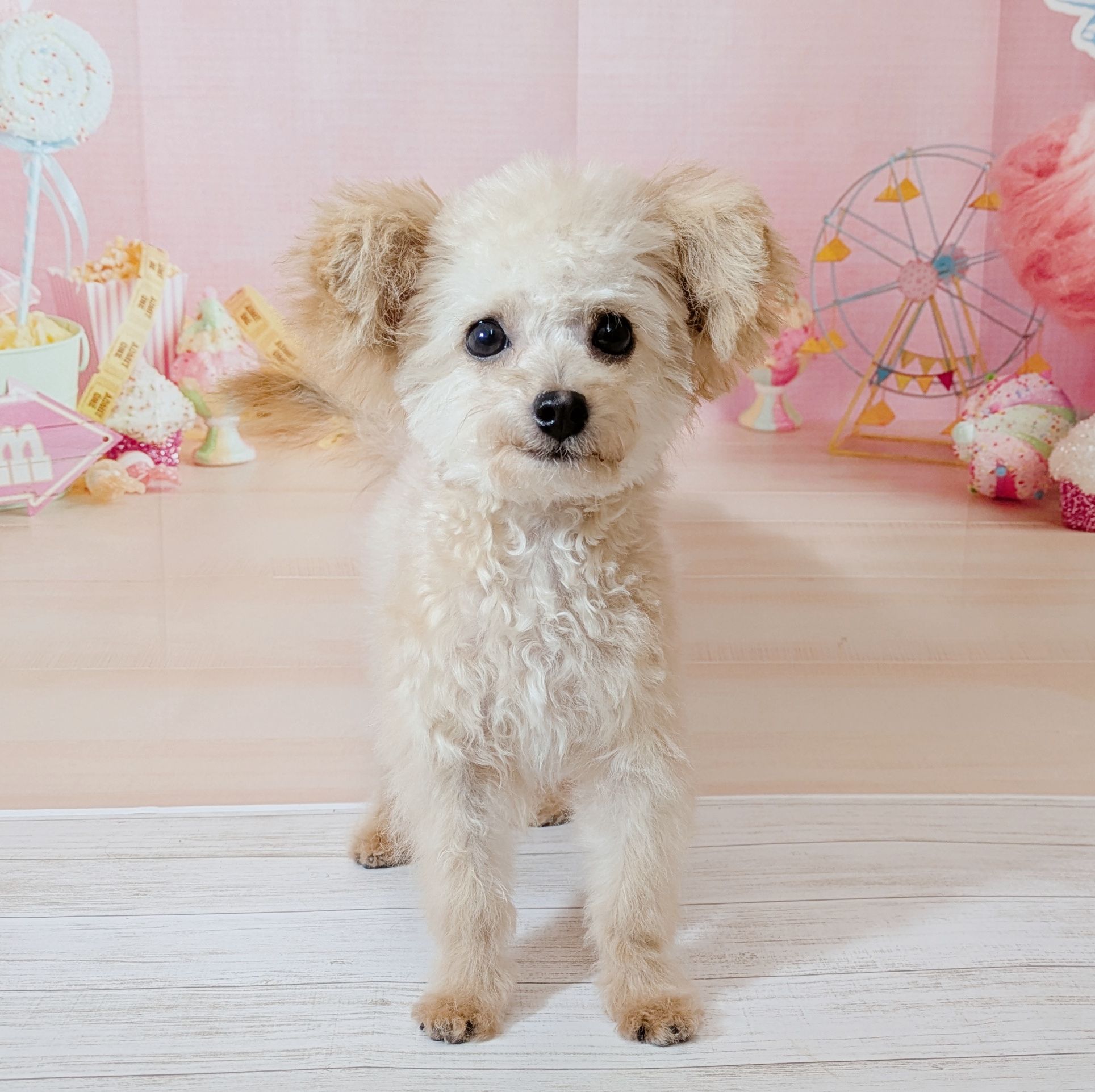 ハーフ犬男の子の写真