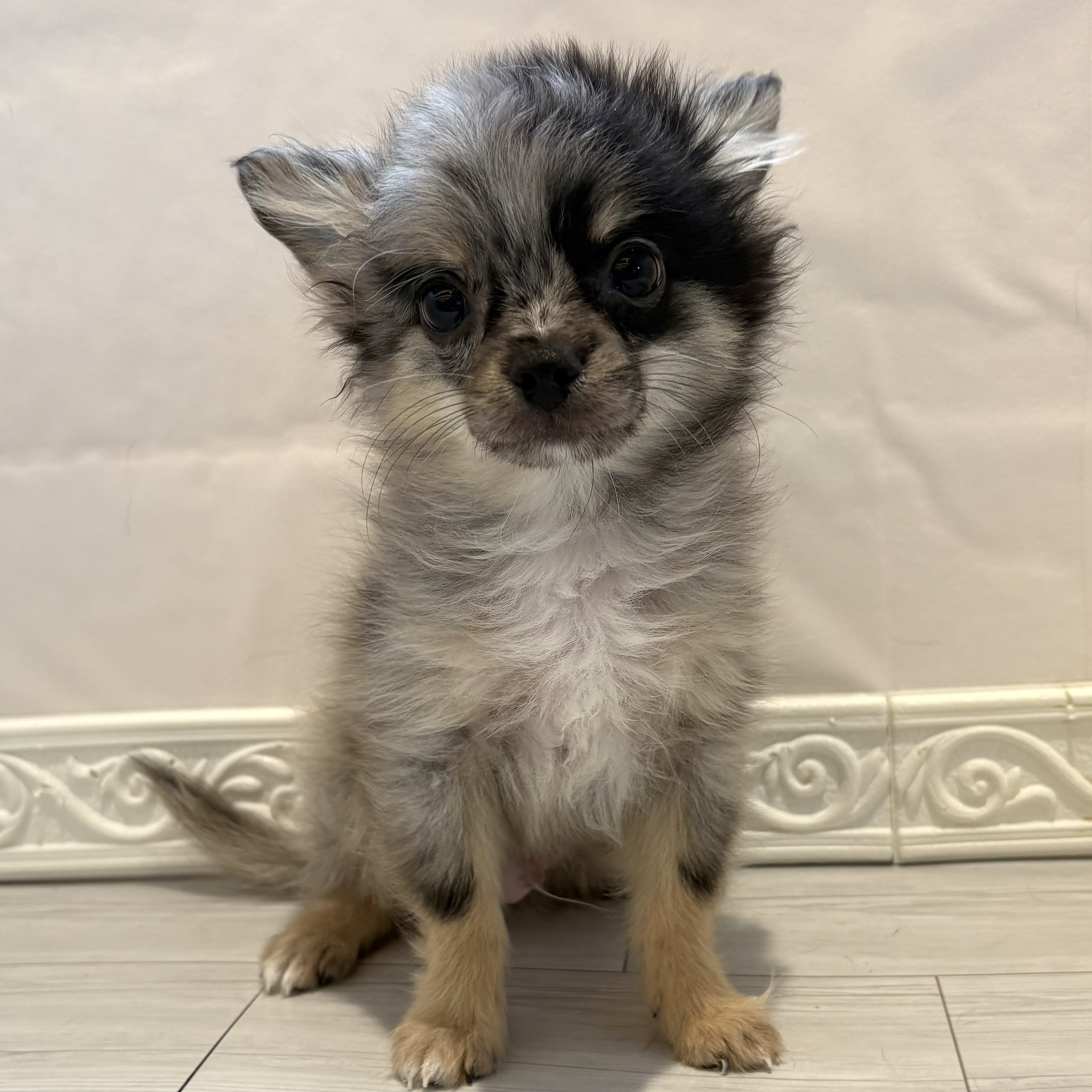 愛知県のポメチワ/チワポメ/ポメチー(ポメラニアン×チワワ) (犬の家＆猫の里春日井本店/2025年11月10日生まれ/男の子/ブルーマール)の子犬の1枚目の画像