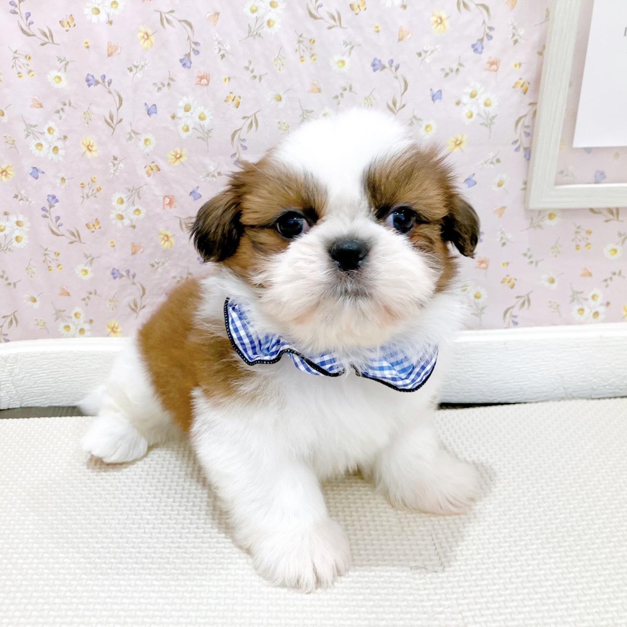 石川県のシーズー (犬の家＆猫の里金沢店/2025年10月27日生まれ/男の子/ゴールドホワイト)の子犬の1枚目の画像