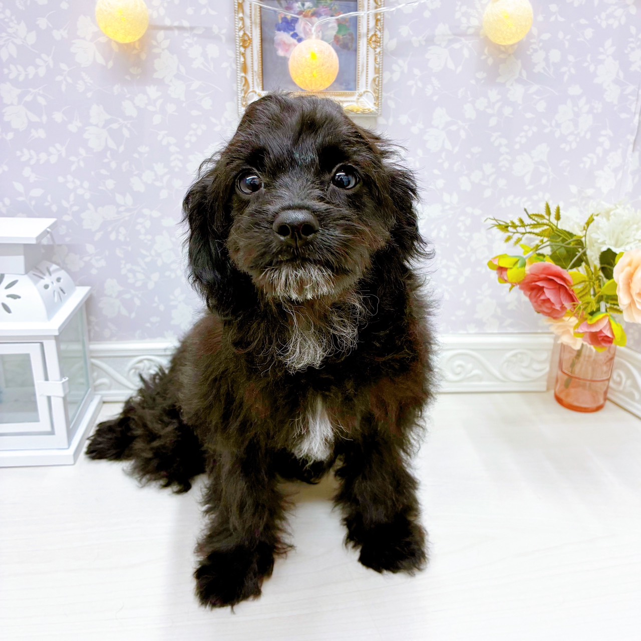 富山県のチワプー/プーチー(チワワ×プードル) (犬の家＆猫の里アミーゴ山室店/2025年10月12日生まれ/男の子/ブラックホワイト)の子犬の1枚目の画像