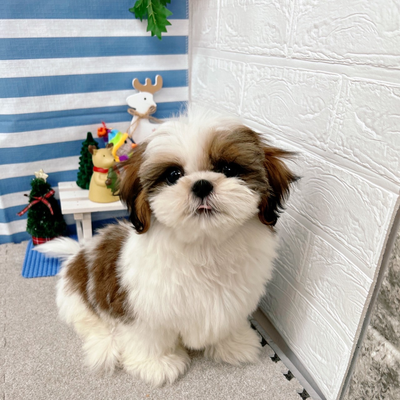 犬の像シー・ズーの子犬＃1185