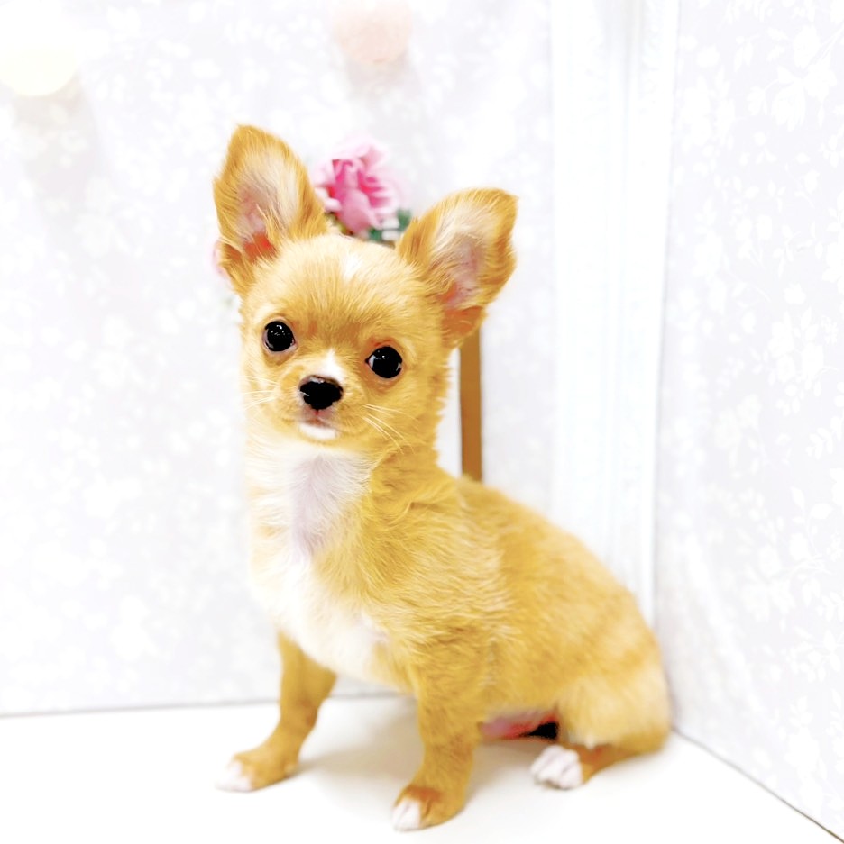 富山県のチワワ(ロング) (犬の家＆猫の里アミーゴ高岡蓮花寺店/2026年3月1日生まれ/男の子/レッドホワイト)の子犬の1枚目の画像