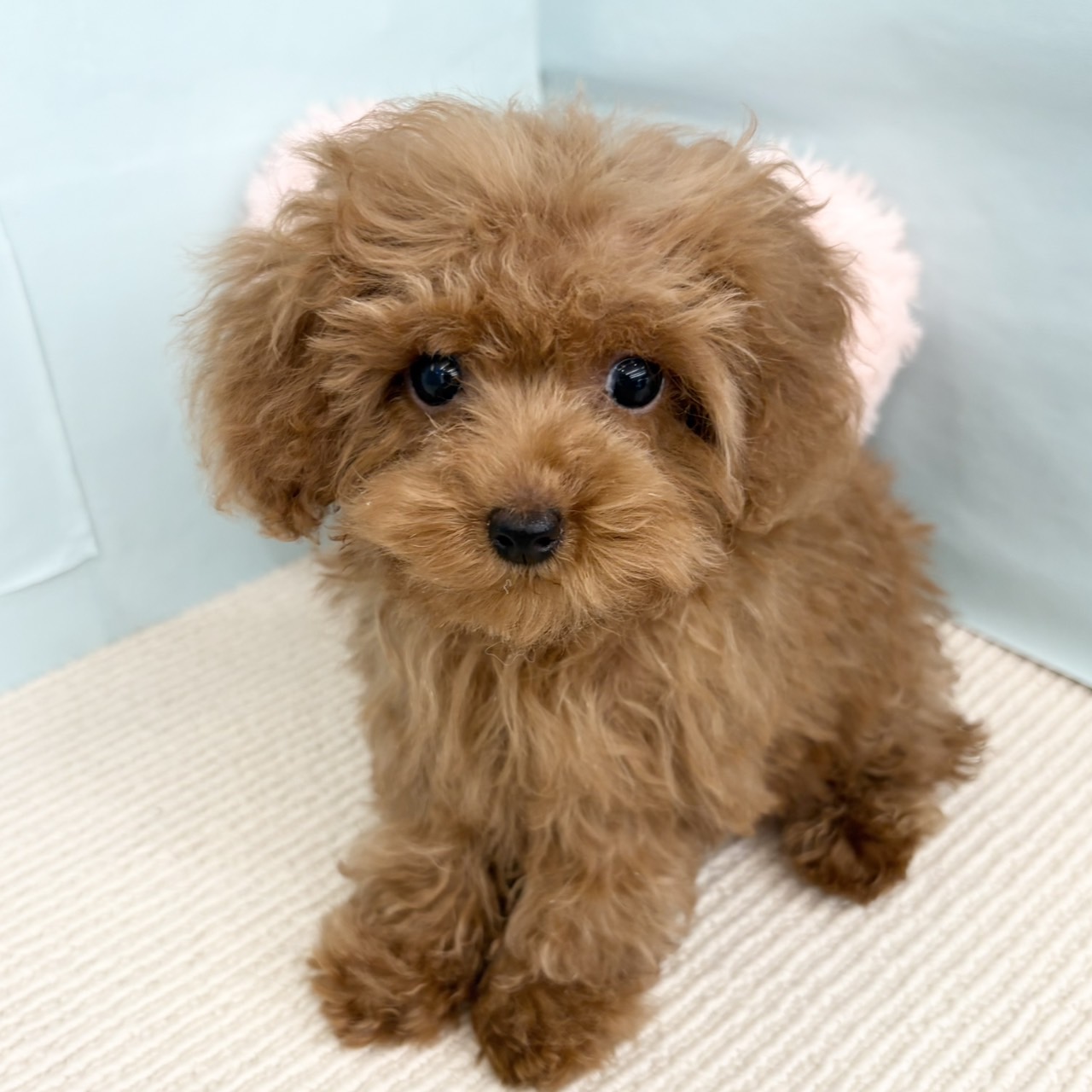 愛知県のタイニープードル (犬の家＆猫の里春日井本店/2025年4月15日生まれ/女の子/レッドフォーン)の子犬の1枚目の画像