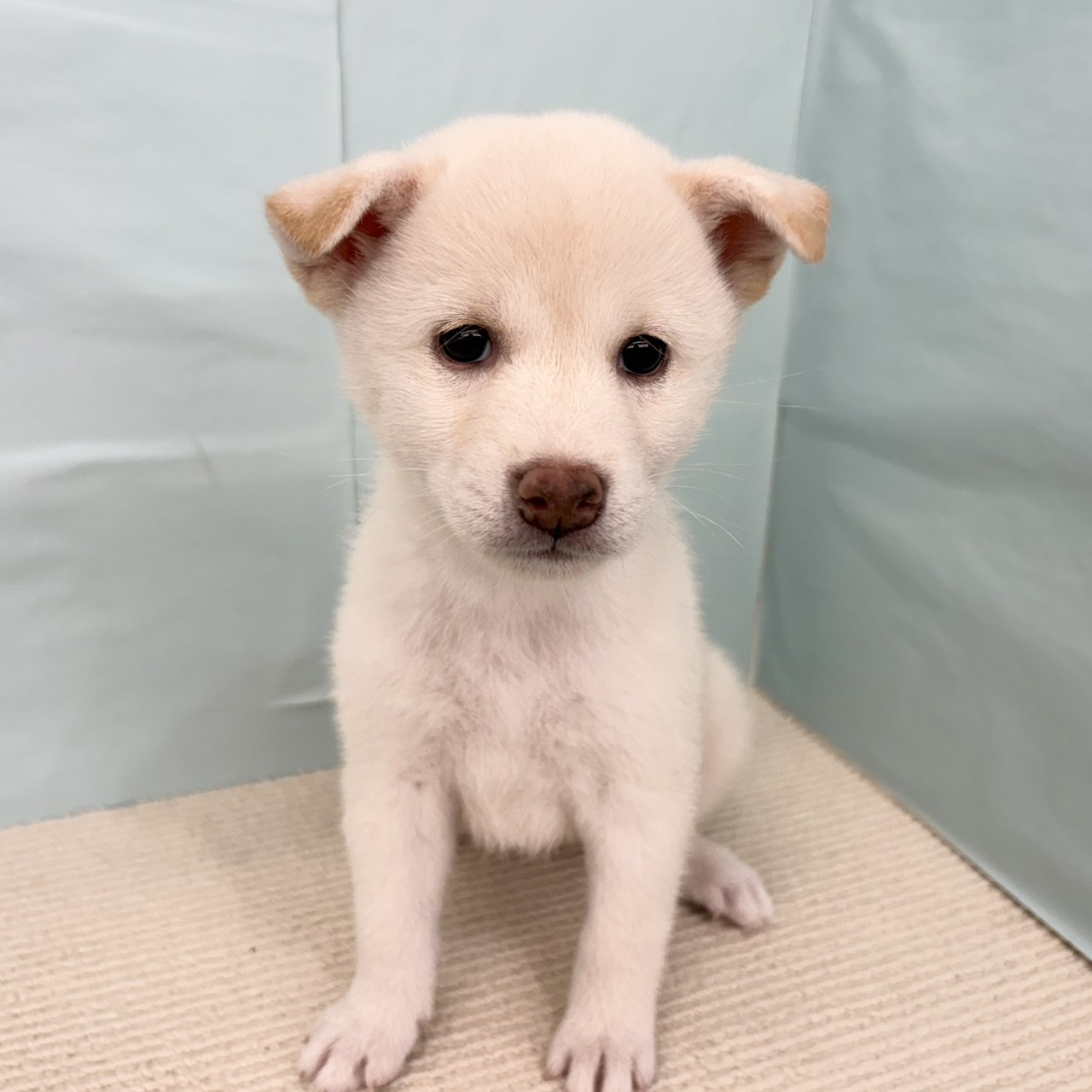 愛知県の柴犬(標準サイズ) (犬の家＆猫の里春日井本店/2025年7月1日生まれ/女の子/白)の子犬の1枚目の画像