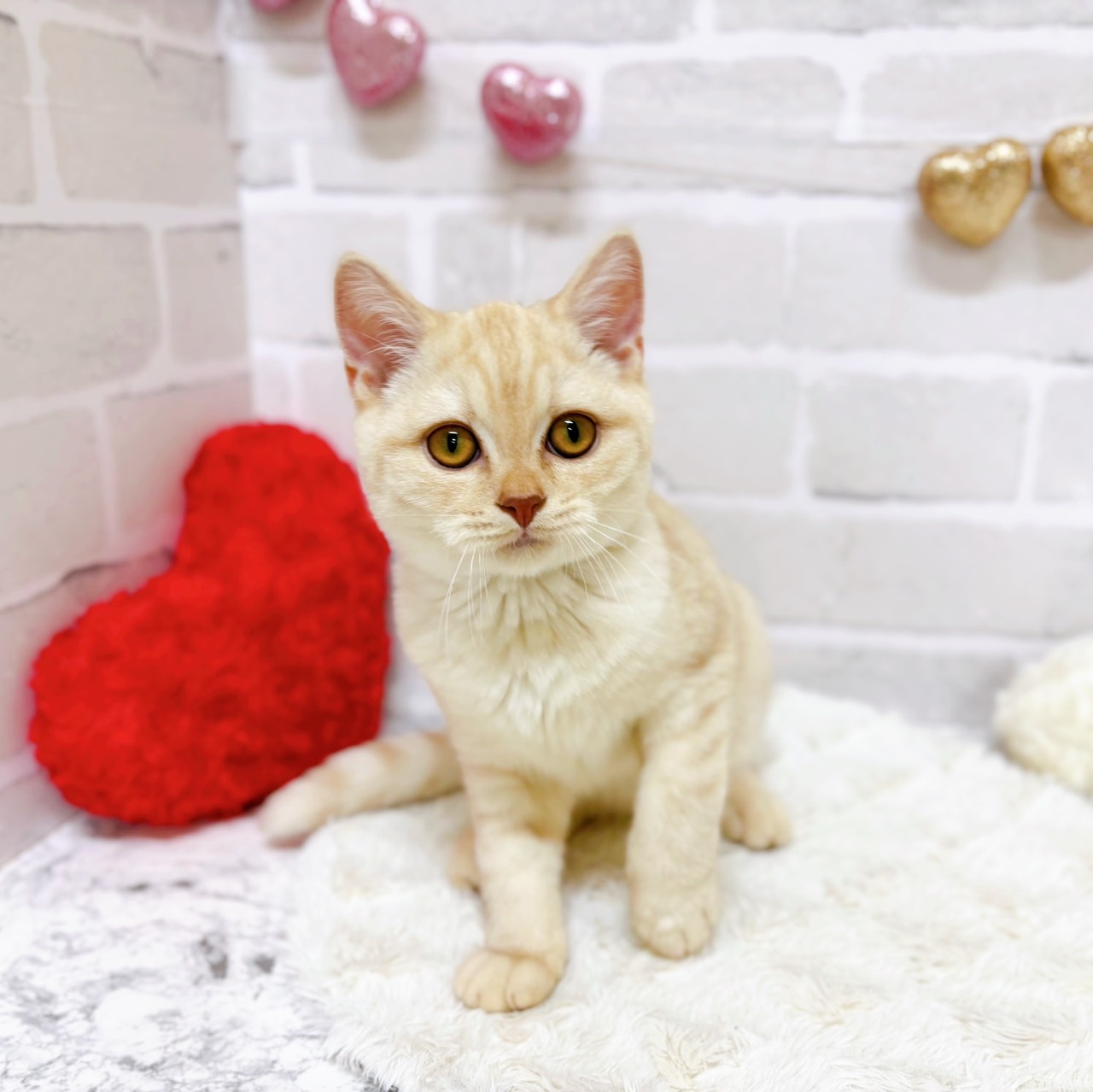 京都府のスコティッシュストレート (犬の家＆猫の里京都精華店/2025年6月22日生まれ/男の子/レッドタビー)の子猫の1枚目の画像