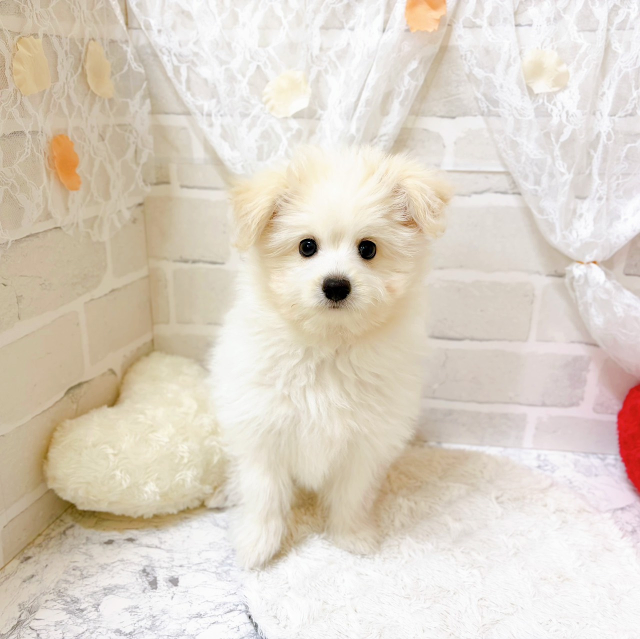 京都府のポメプー(ポメラニアン×プードル) (犬の家＆猫の里京都精華店/2026年4月16日生まれ/男の子/ホワイト)の子犬の1枚目の画像