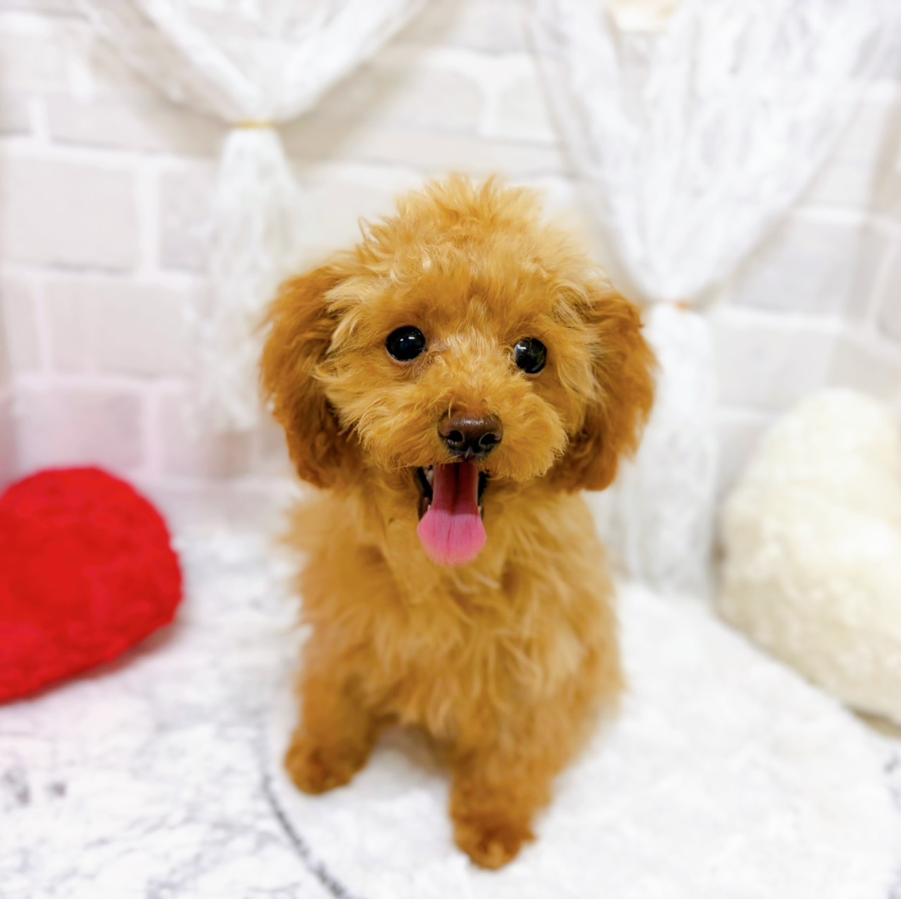 京都府のトイプードル(トイ) (犬の家＆猫の里京都精華店/2026年3月30日生まれ/女の子/オレンジフォーン)の子犬の1枚目の画像