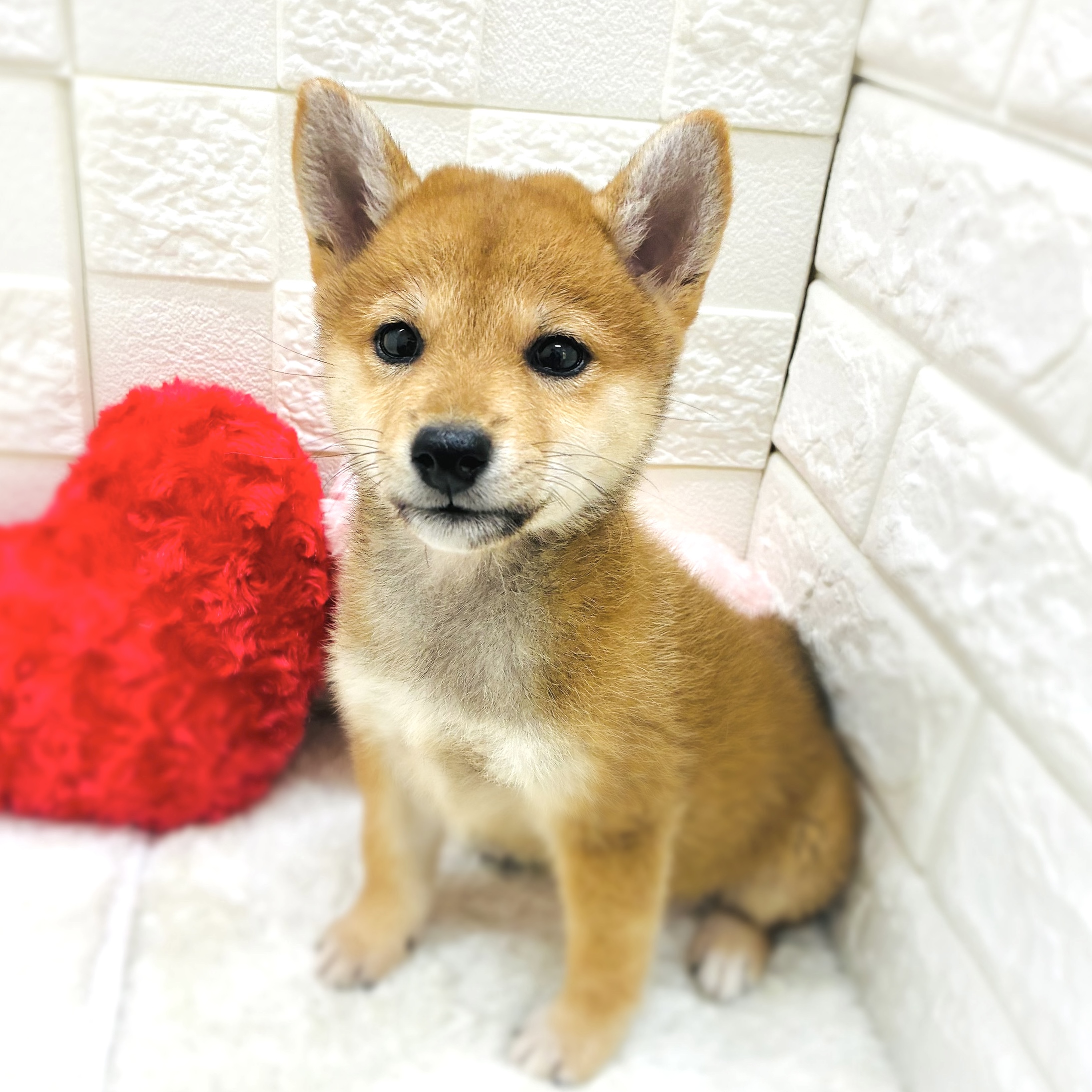 柴犬女の子の写真