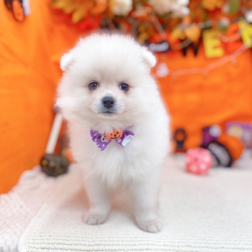 岐阜県のポメラニアン (犬の家＆猫の里岐南店/2025年8月26日生まれ/男の子/クリーム)の子犬の1枚目の画像