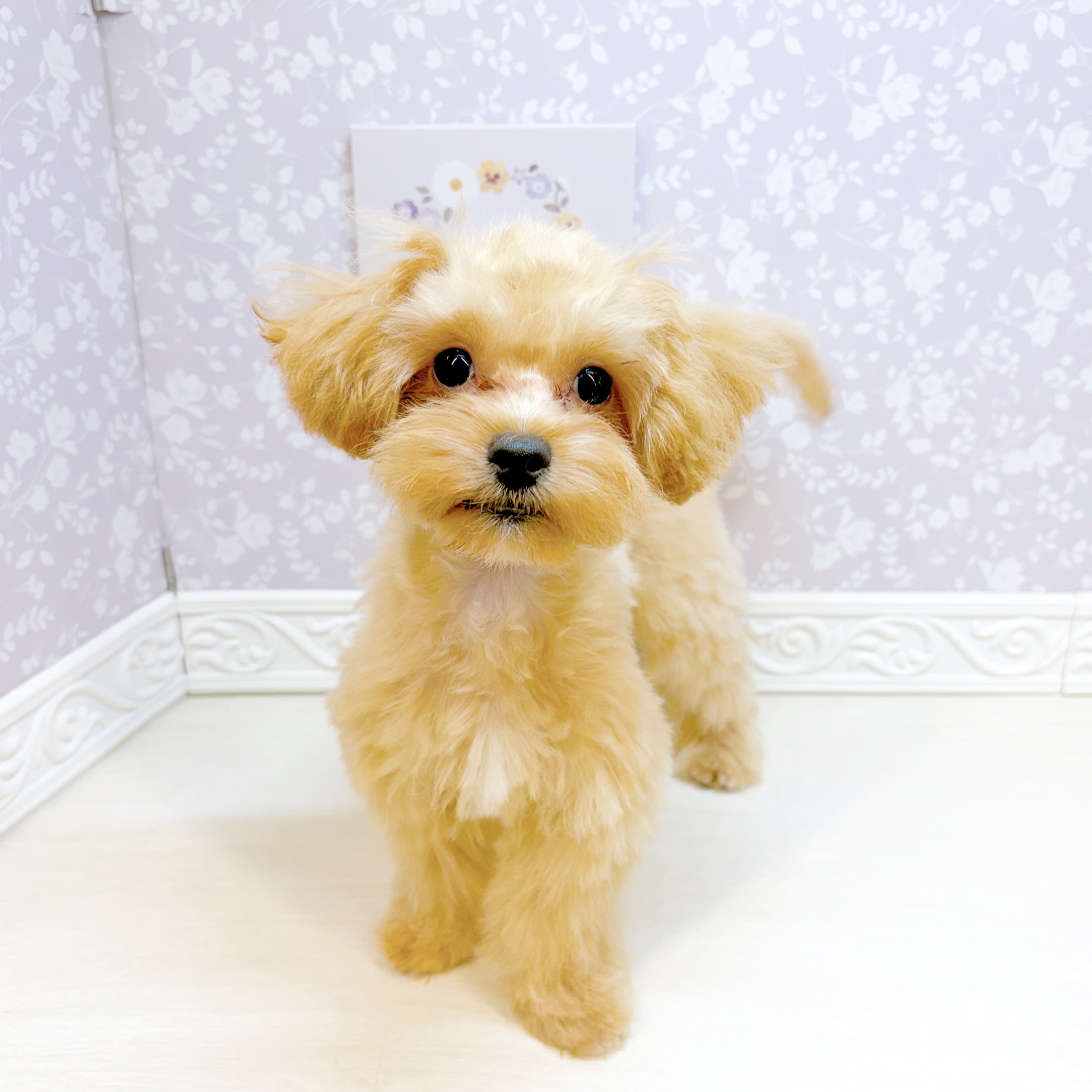 石川県のマルプー(マルチーズ×プードル) (犬の家＆猫の里アミーゴ金沢おこばた店/2026年5月30日生まれ/男の子/クリーム)の子犬の1枚目の画像