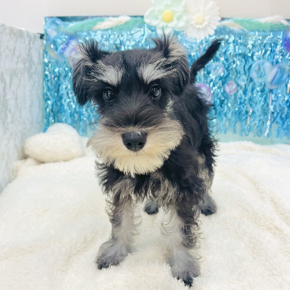 愛知県のミニチュアシュナウザー (犬の家＆猫の里エアポートウォーク店/2025年4月1日生まれ/女の子/ブラックシルバー)の子犬の1枚目の画像