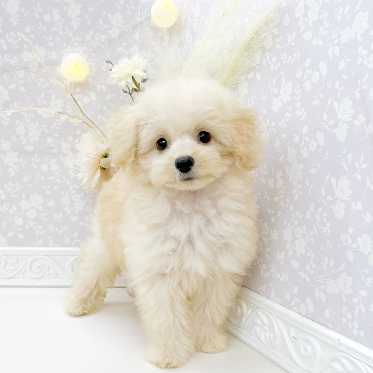 富山店（富山県）の子犬一覧 | ペットショップ 犬の家&猫の里 | 子犬