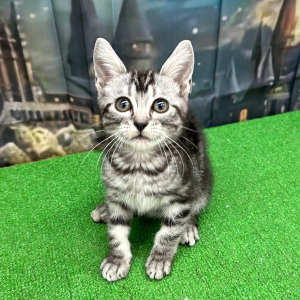 愛知県のアメリカンショートヘアー (犬の家＆猫の里名古屋天白店/2025年8月4日生まれ/男の子/シルバータビー)の子猫の1枚目の画像