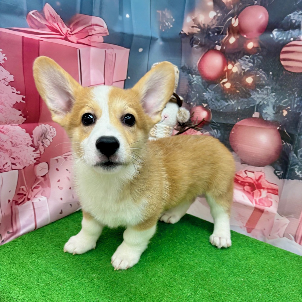 愛知県のウェルシュコーギーペンブローク (犬の家＆猫の里名古屋天白店/2025年8月26日生まれ/男の子/セーブルホワイト)の子犬の1枚目の画像