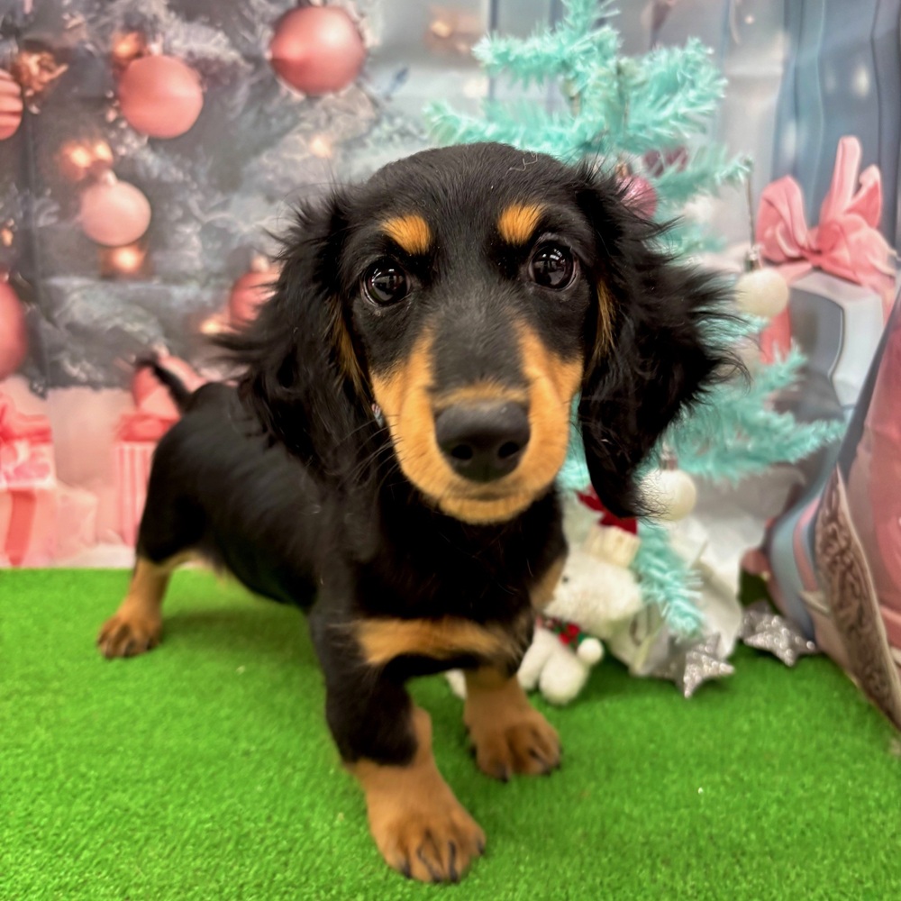 愛知県のミニチュアダックスフンド(ロング) (犬の家＆猫の里名古屋天白店/2025年7月29日生まれ/女の子/ブラックタン)の子犬の1枚目の画像