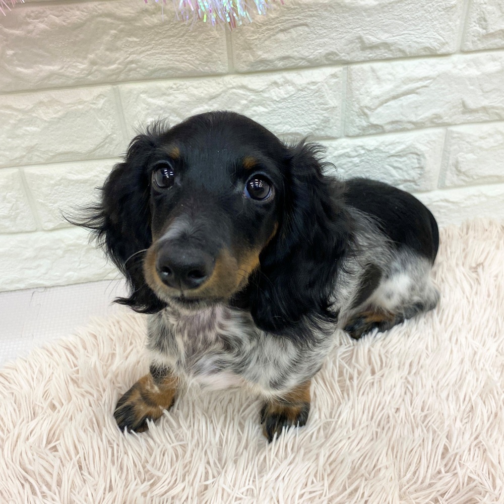 愛知県のミニチュアダックスフンド(ロング) (犬の家＆猫の里MEGAドン・キホーテ東海名和店/2025年5月7日生まれ/男の子/ブラックタンパイボールド)の子犬の1枚目の画像