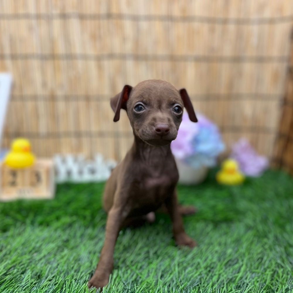 ハーフ犬の写真