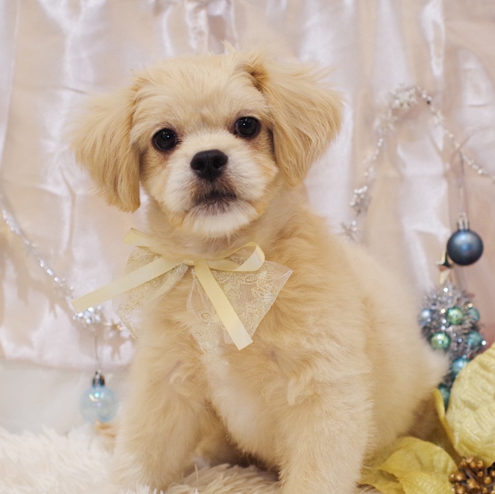静岡県のペキプー(ペキニーズ×プードル) (犬の家＆猫の里富士店/2025年9月4日生まれ/男の子/クリーム)の子犬の1枚目の画像