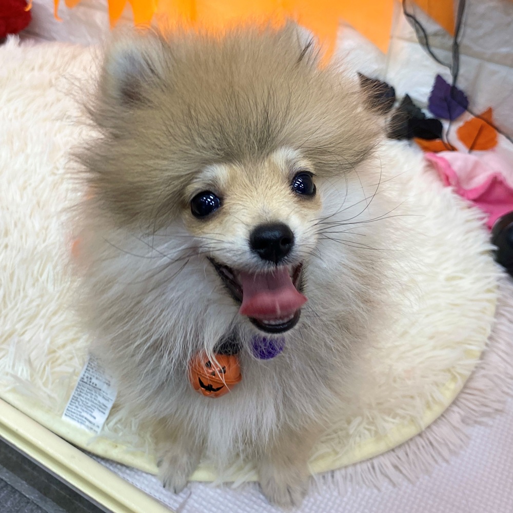 2025年7月16日生まれのポメラニアンの8枚目の写真